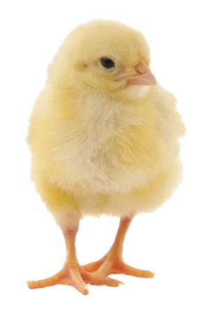 POLLO BLANCO ENGORDE 