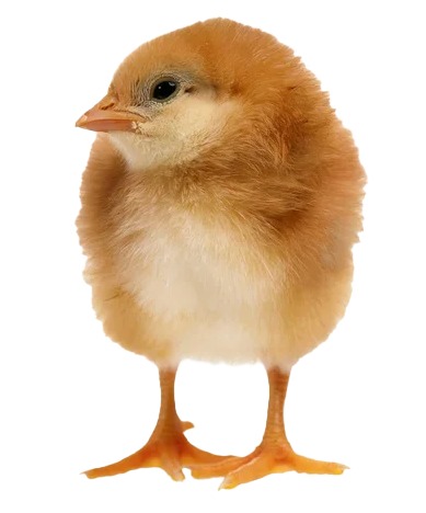 POLLITA DOBLE PROPOSITO SANTA ROSA