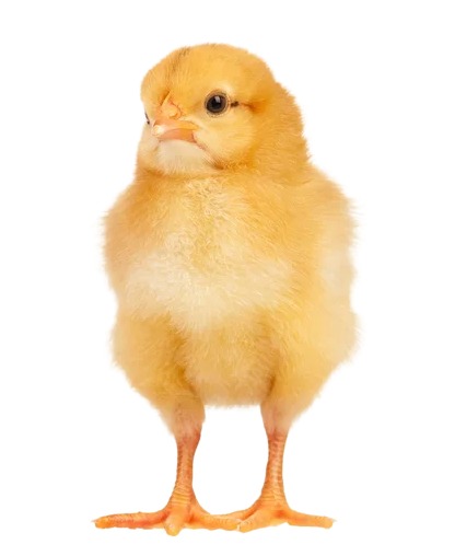 [AV-POL-010] POLLO COLOR MIXTO  